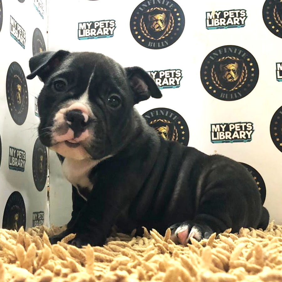 American Bully Puppy (Female) For Sale