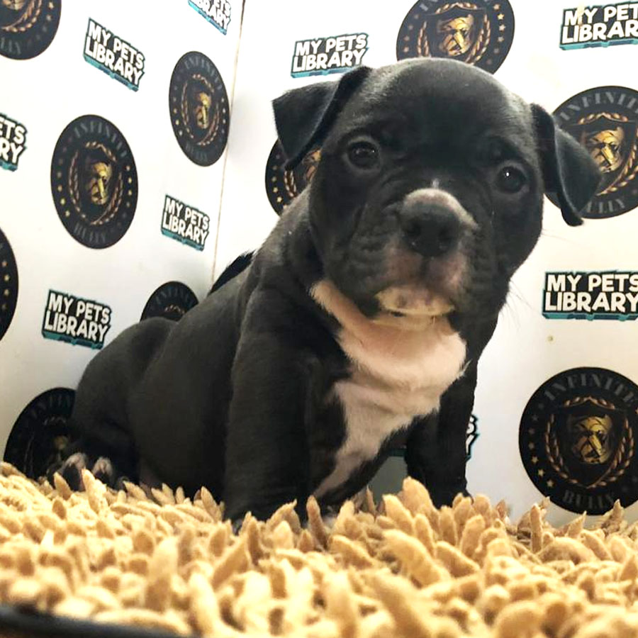 American Bully Puppy (Female) For Sale