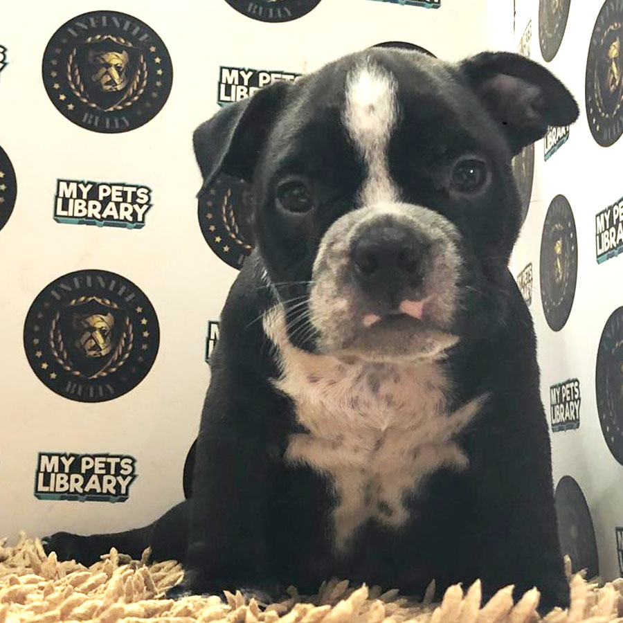 American Bully Puppy (Male) For Sale