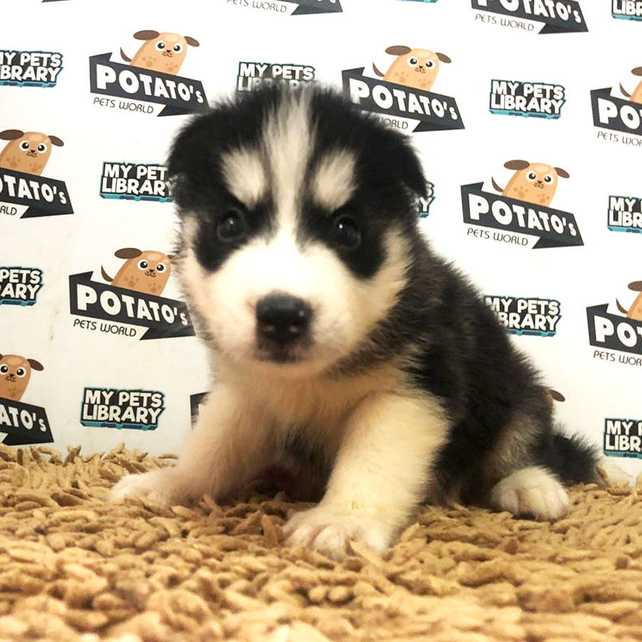 Siberian Husky Puppy (Female) For Sale