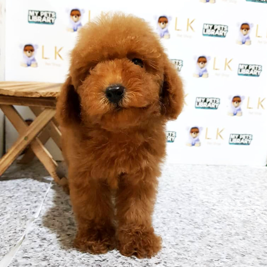 Toy Poodle Puppy (Male) For Sale