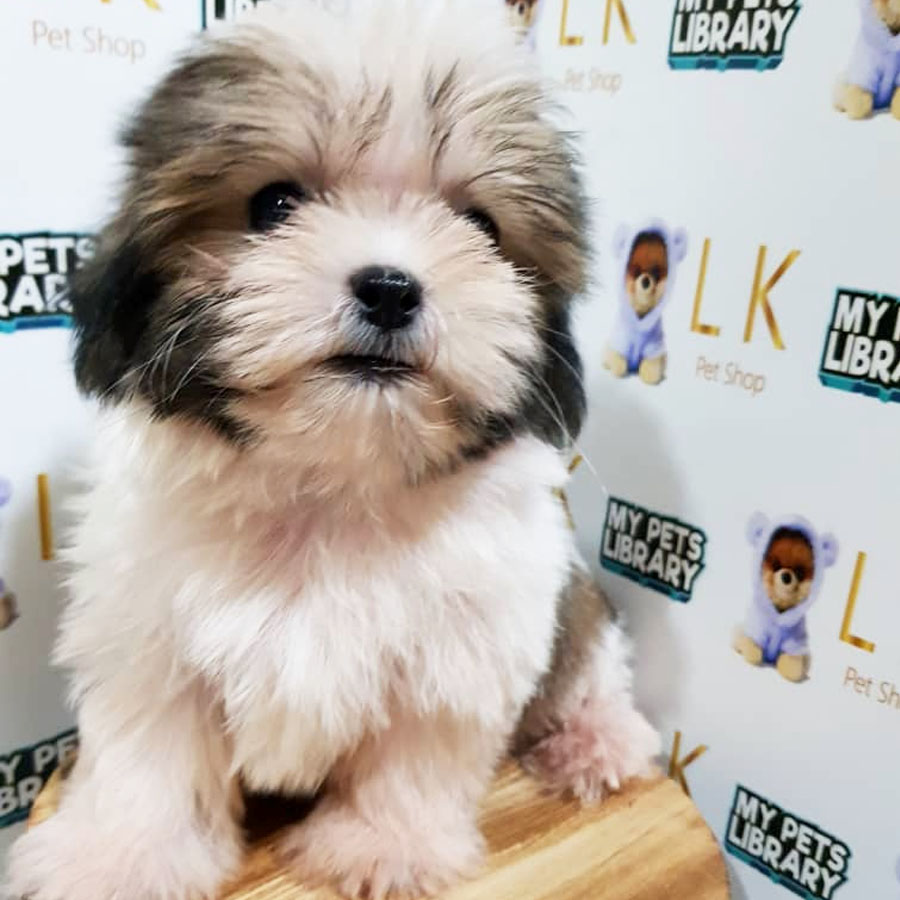 Shih Tzu Puppy (Male) For Sale