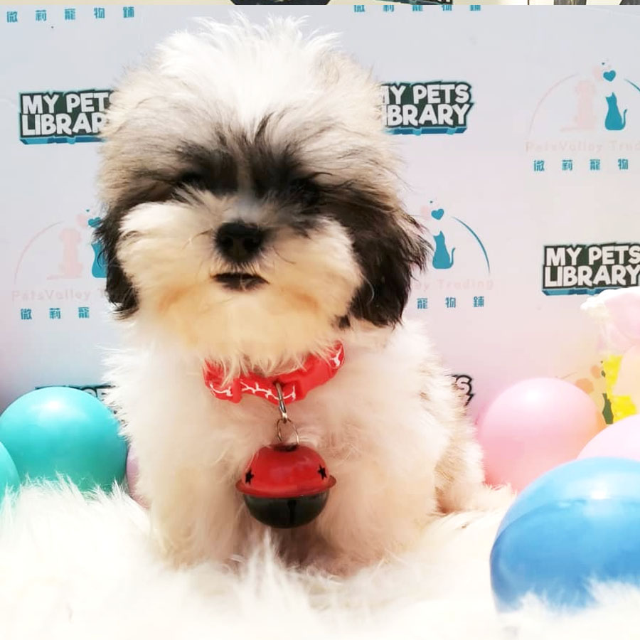 Shih Tzu Puppy (Male) For Sale