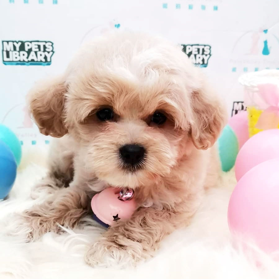 Shihpoo Puppy For Sale