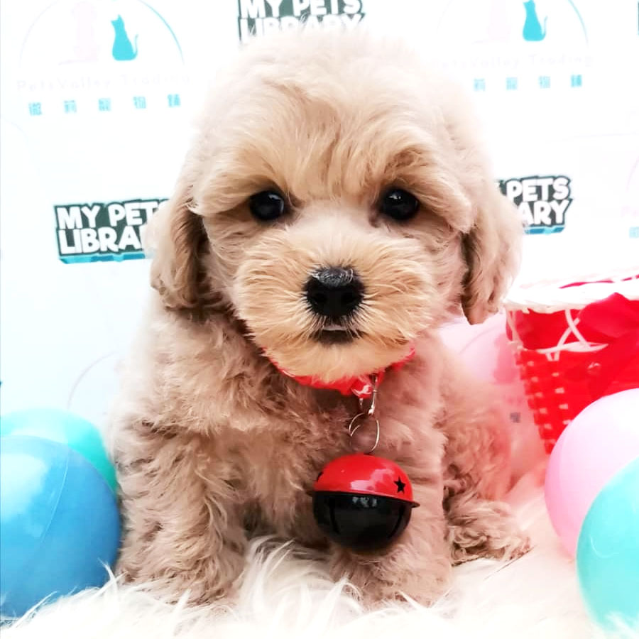 Shihpoo Puppy For Sale