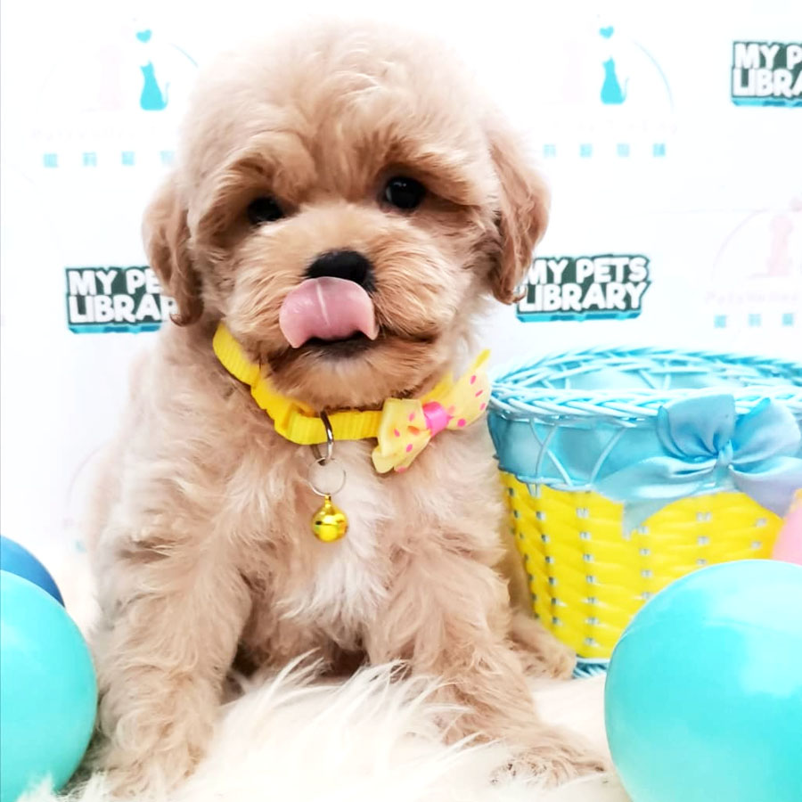 Shihpoo Puppy For Sale