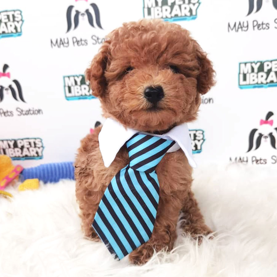 Tiny Toy Poodle Puppy ( Male ) For Sale