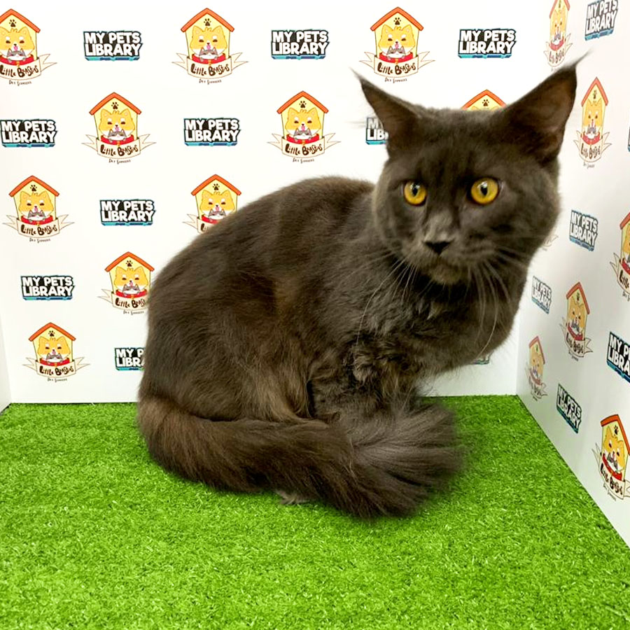 Mainecoon Kitten (Male) For Sale
