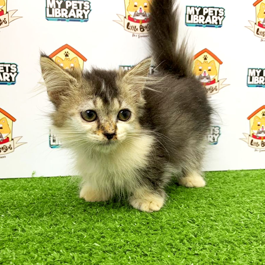 Munchkin Kitten For Sale