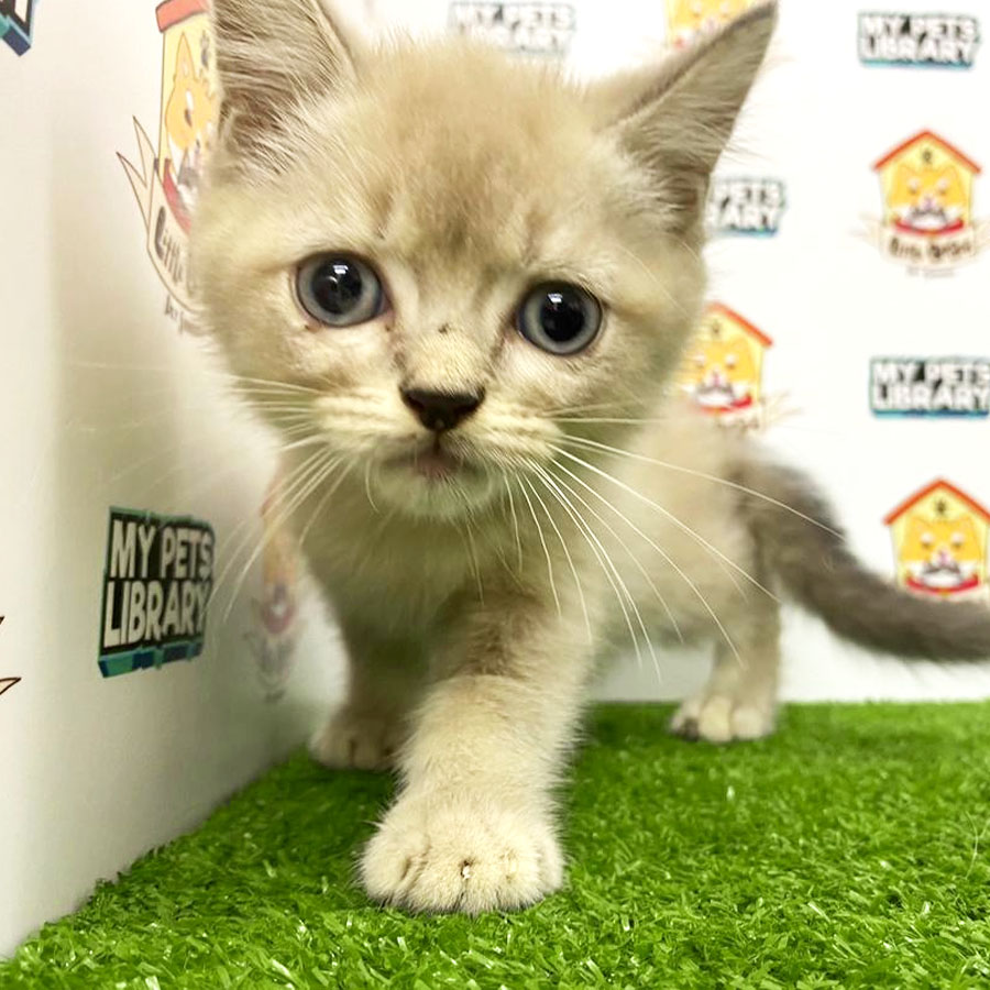 Ragdoll Kitten For Sale