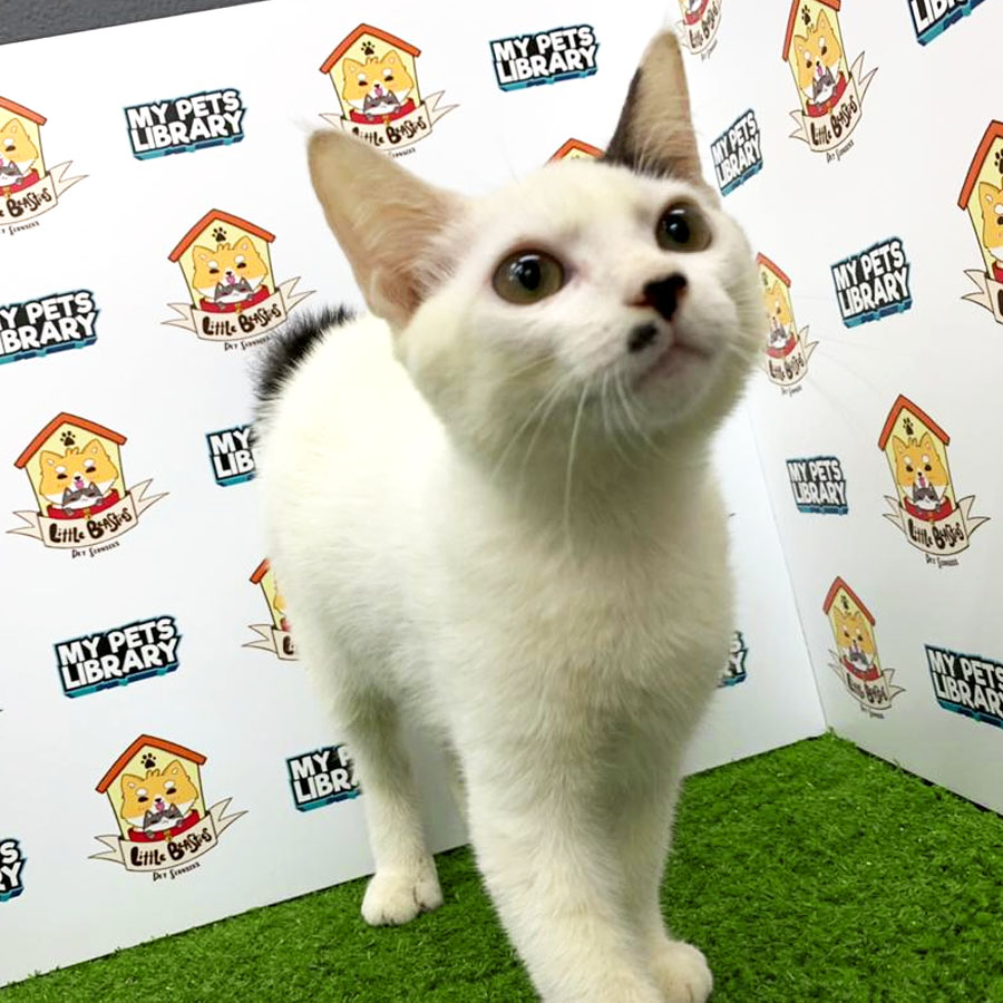Japanese Bobtail Kitten For Sale