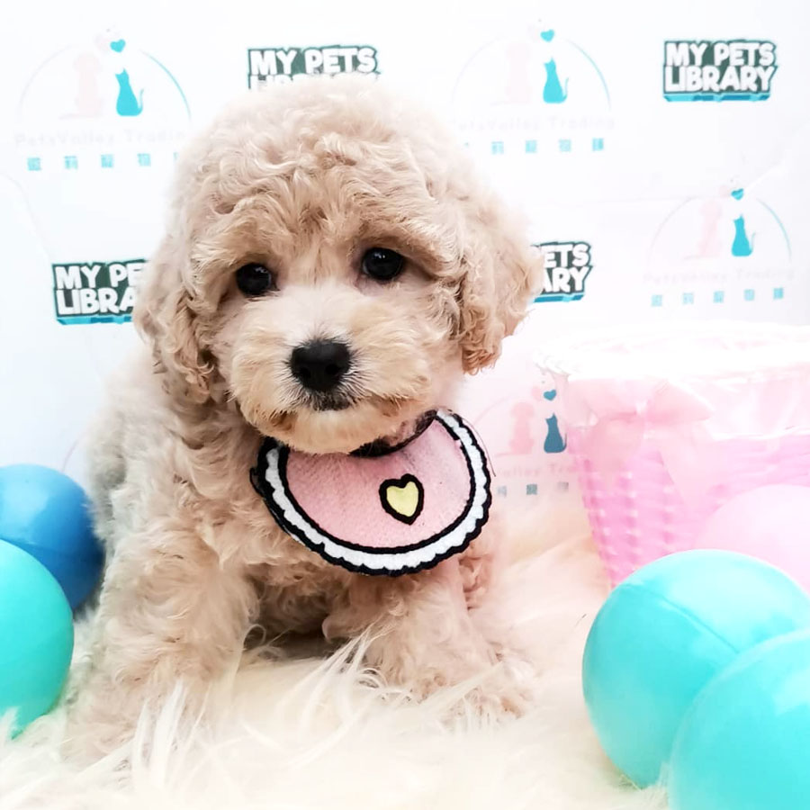 Shihpoo Puppy For Sale