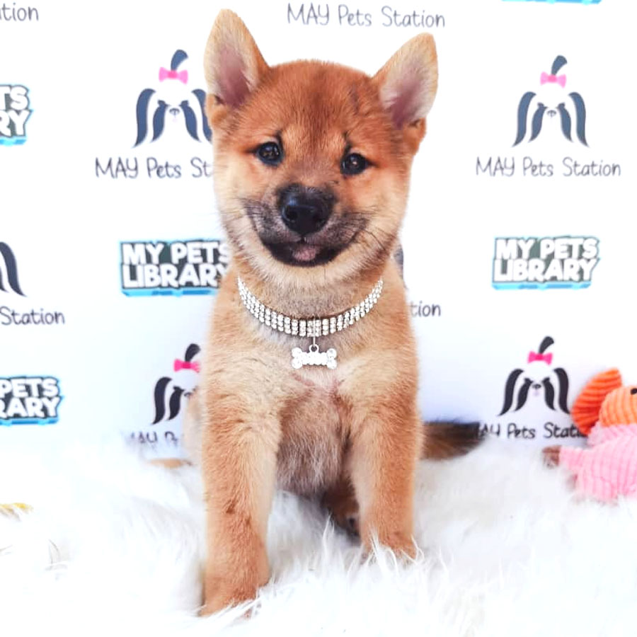 MKA Shiba Inu Puppy For Sale
