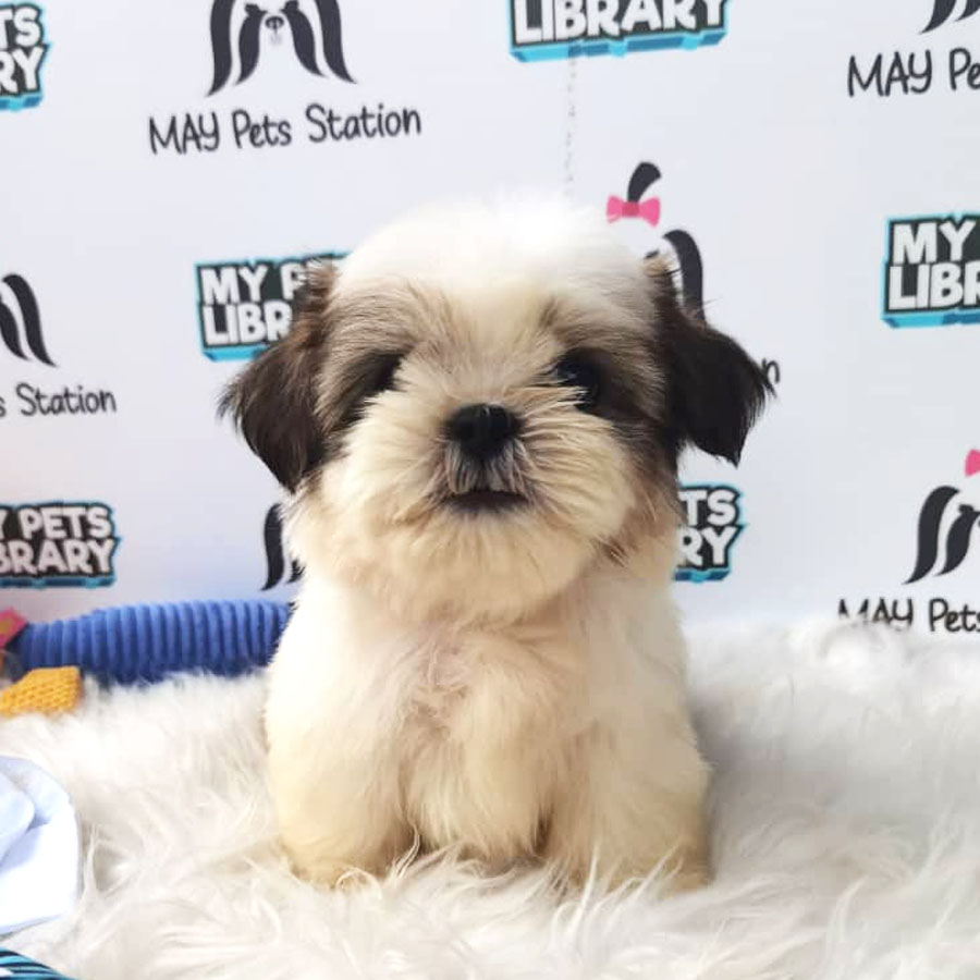 Shih Tzu Puppy (Male) For Sale