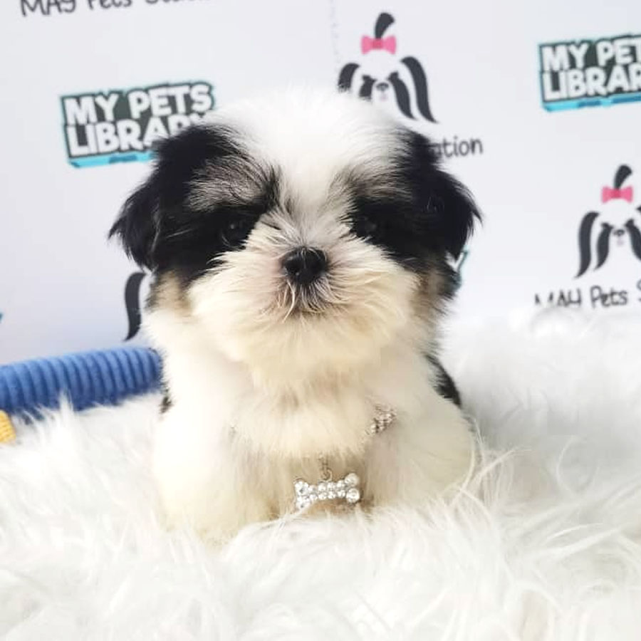 Shih Tzu Puppy (Male) For Sale