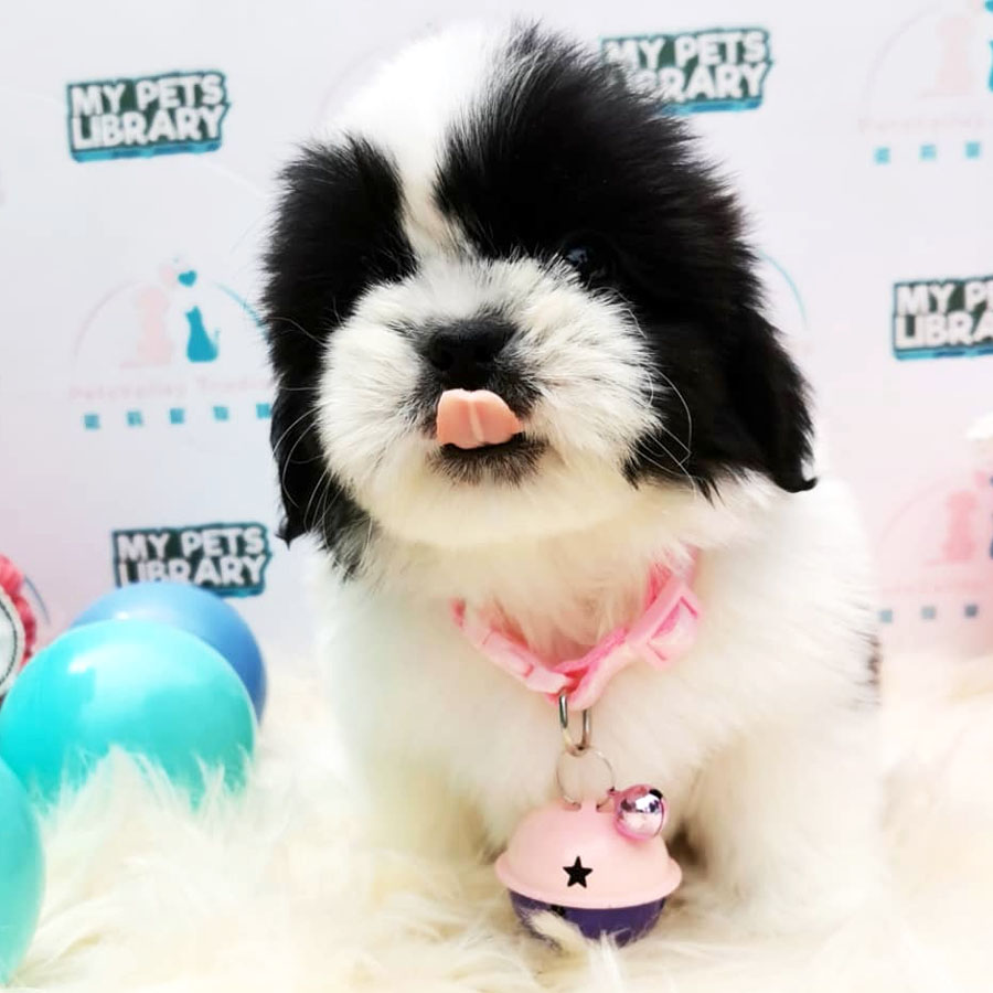 Shih Tzu Puppy (Male) For Sale