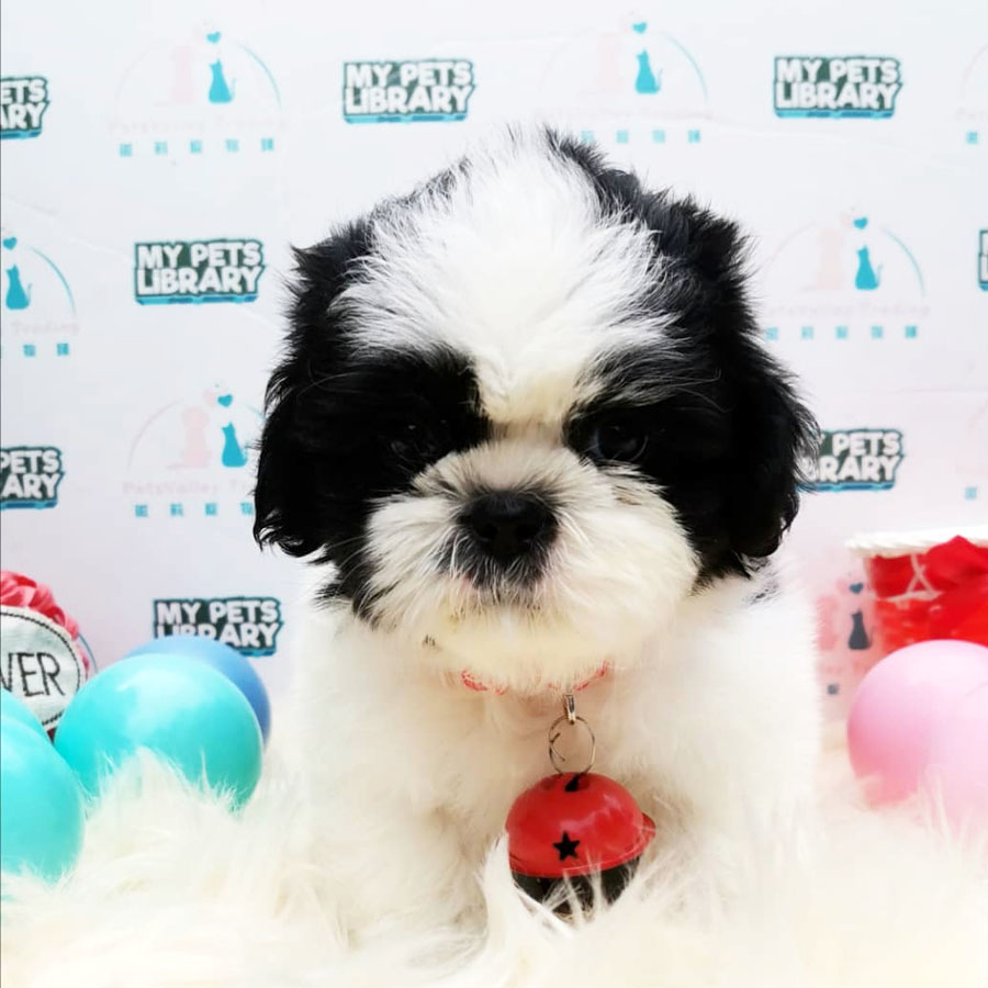 Shih Tzu Puppy (Male) For Sale