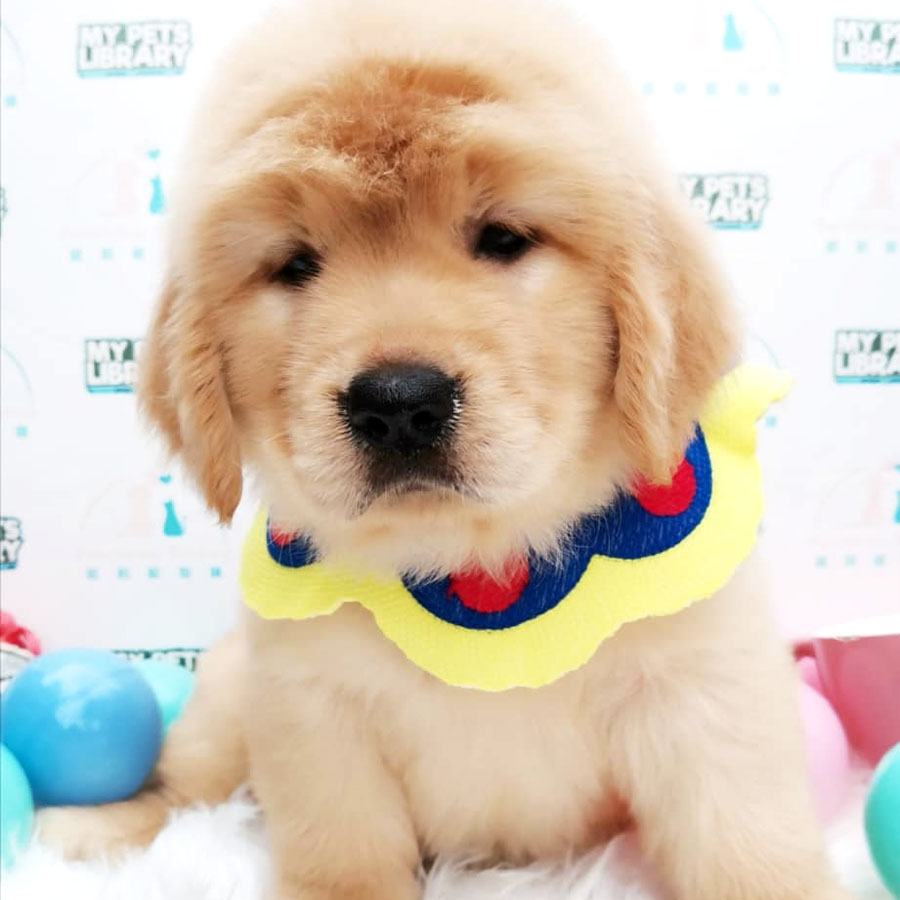 XL Size Golden Retriever Puppy For Sale