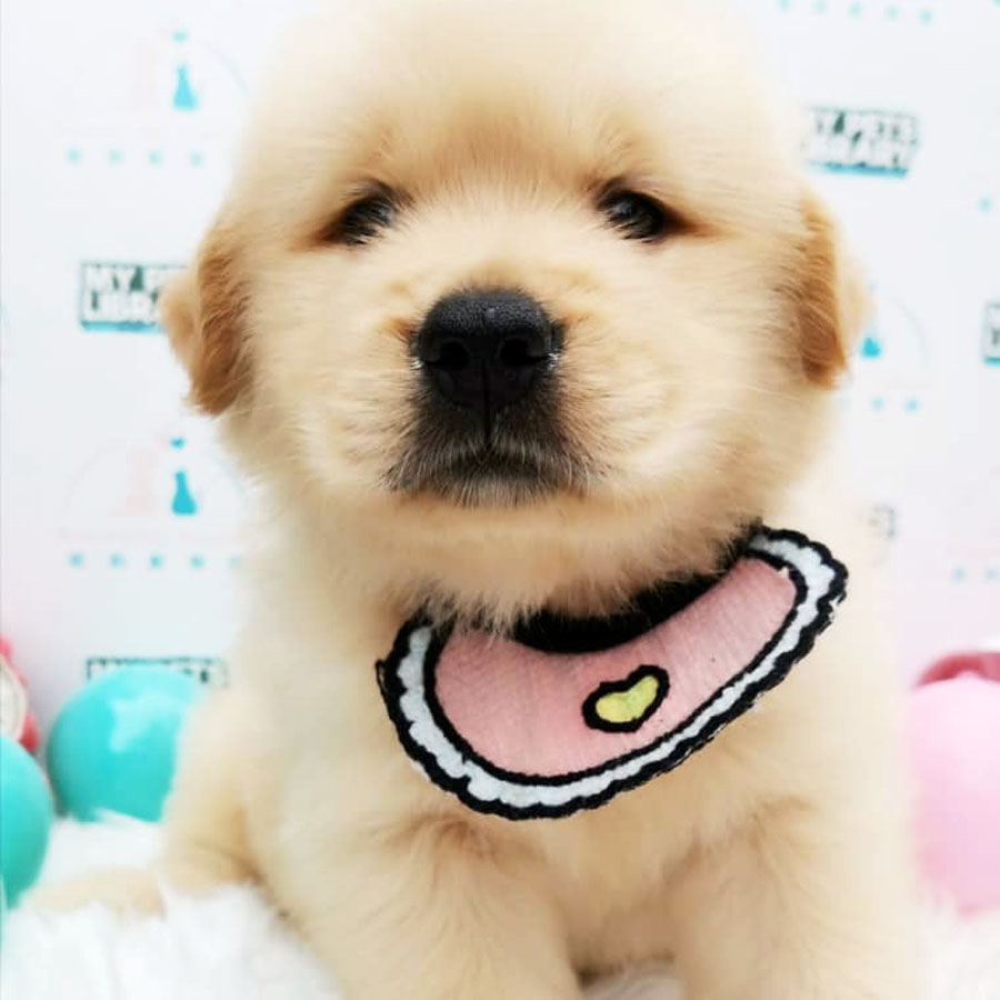 XL Size Golden Retriever Puppy For Sale