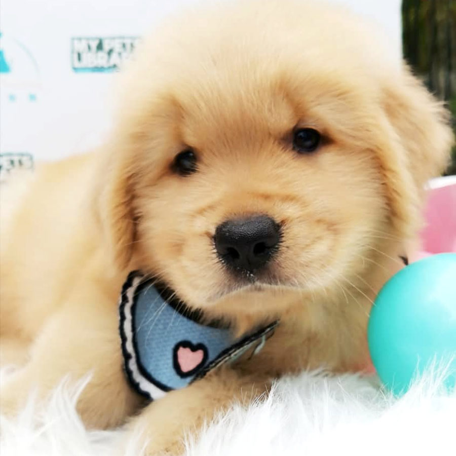 XL Size Golden Retriever Puppy For Sale