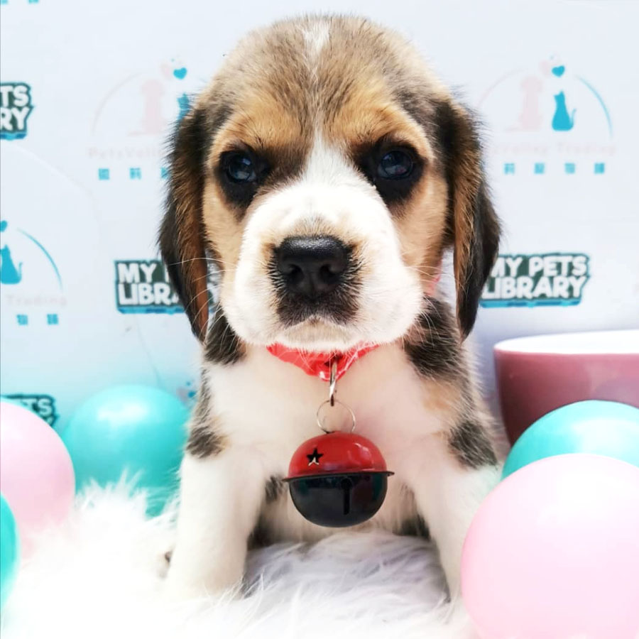 Beagle Puppy For Sale (Male)