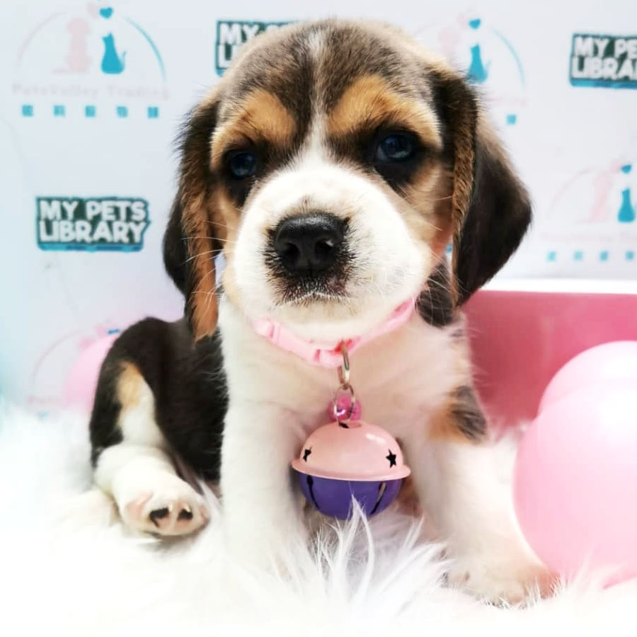 Beagle Puppy For Sale (Male)