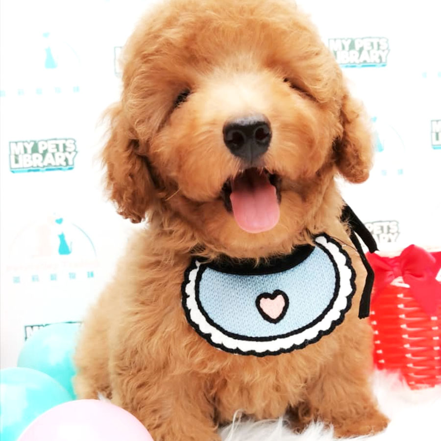 Miniature Poodle Puppy For Sale (Male)