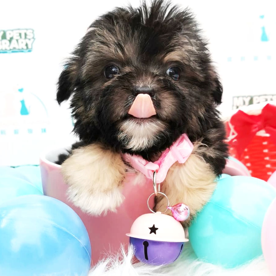 Maltipoo Puppy For Sale (Male)