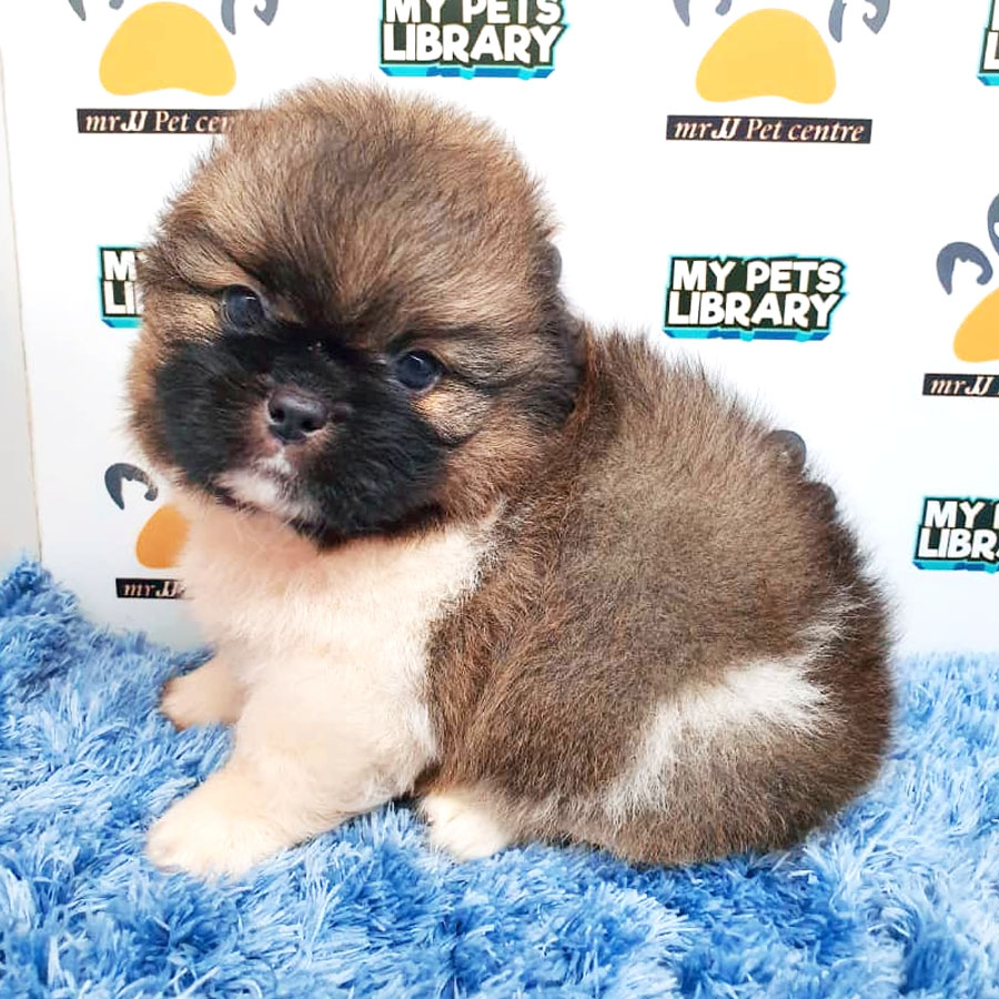 Shih Tzu Puppy (Male) For Sale