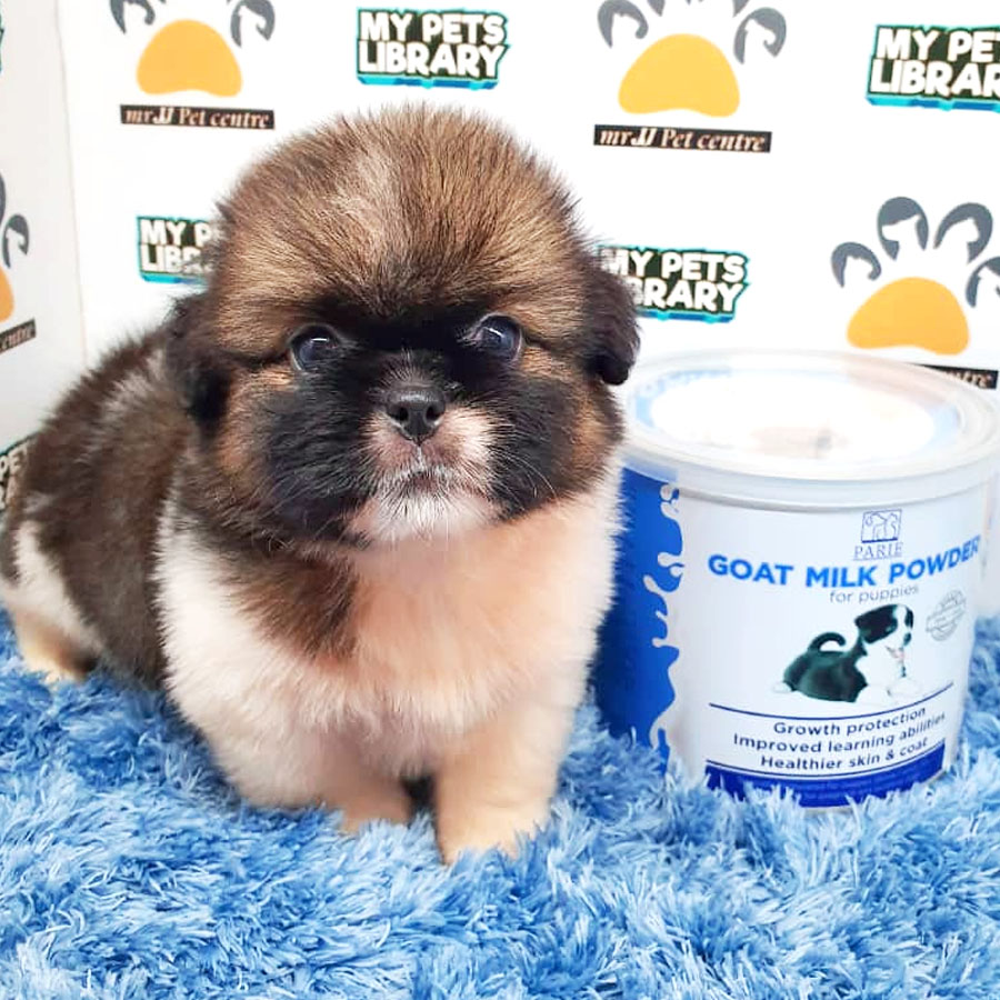 Shih Tzu Puppy (Male) For Sale