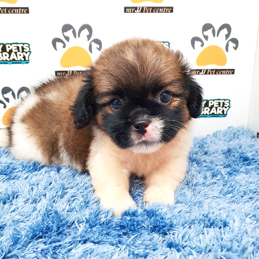 Shih Tzu Puppy (Male) For Sale