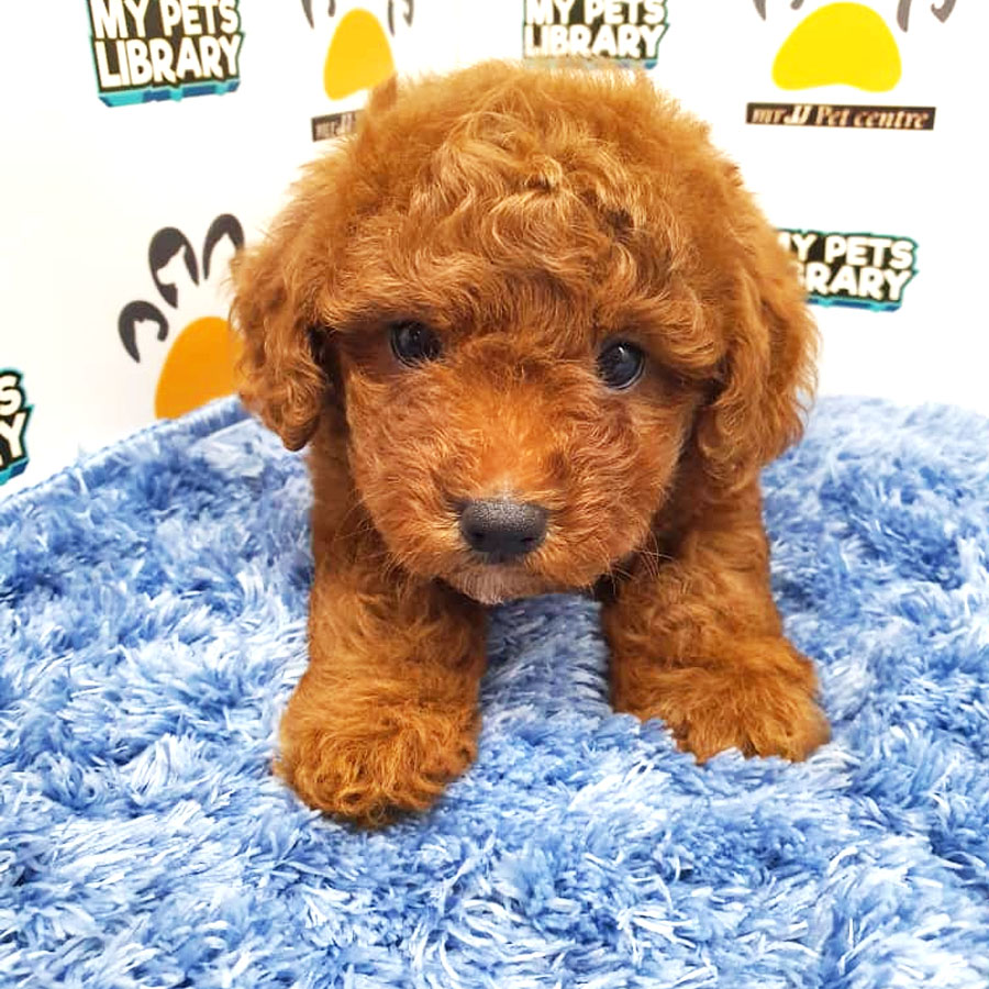 Toy Poodle Puppy For Sale (Male)