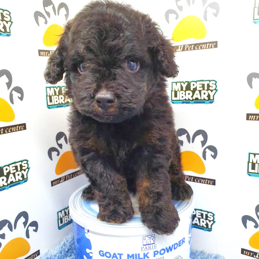 Toy Poodle Puppy For Sale (Male)