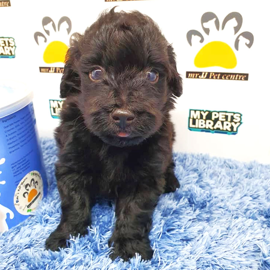 Toy Poodle Puppy For Sale (Male)