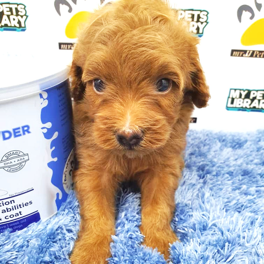 Toy Poodle Puppy For Sale (Male)