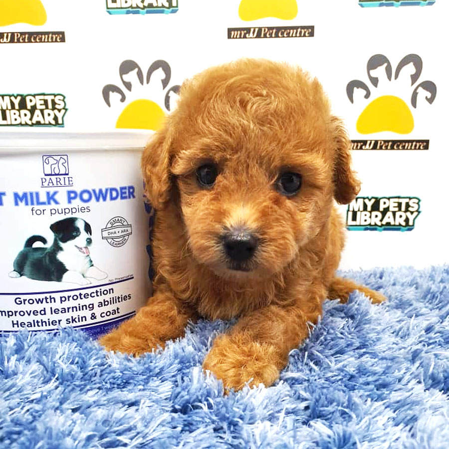 Toy Poodle Puppy For Sale (Male)