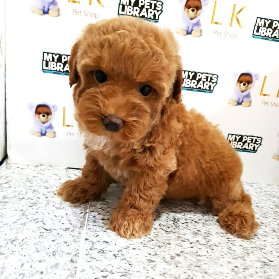 Toy Poodle Puppy For Sale (Female)