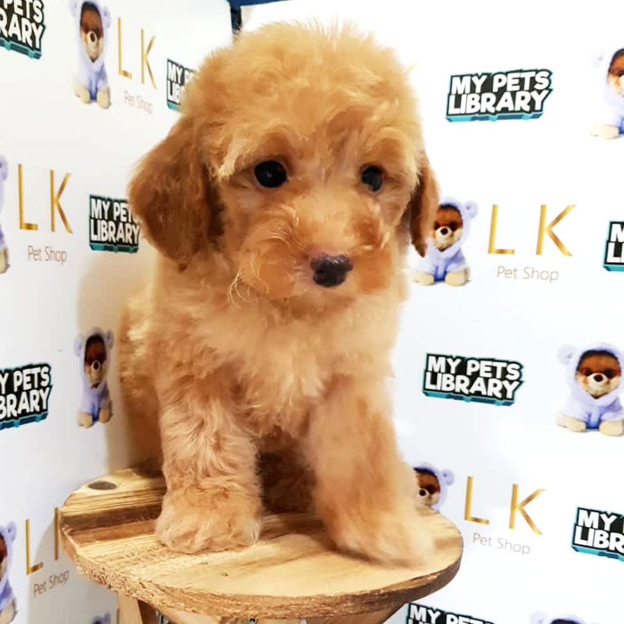 Toy Poodle Puppy For Sale (Male)