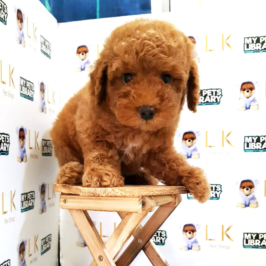 Toy Poodle Puppy For Sale (Male)