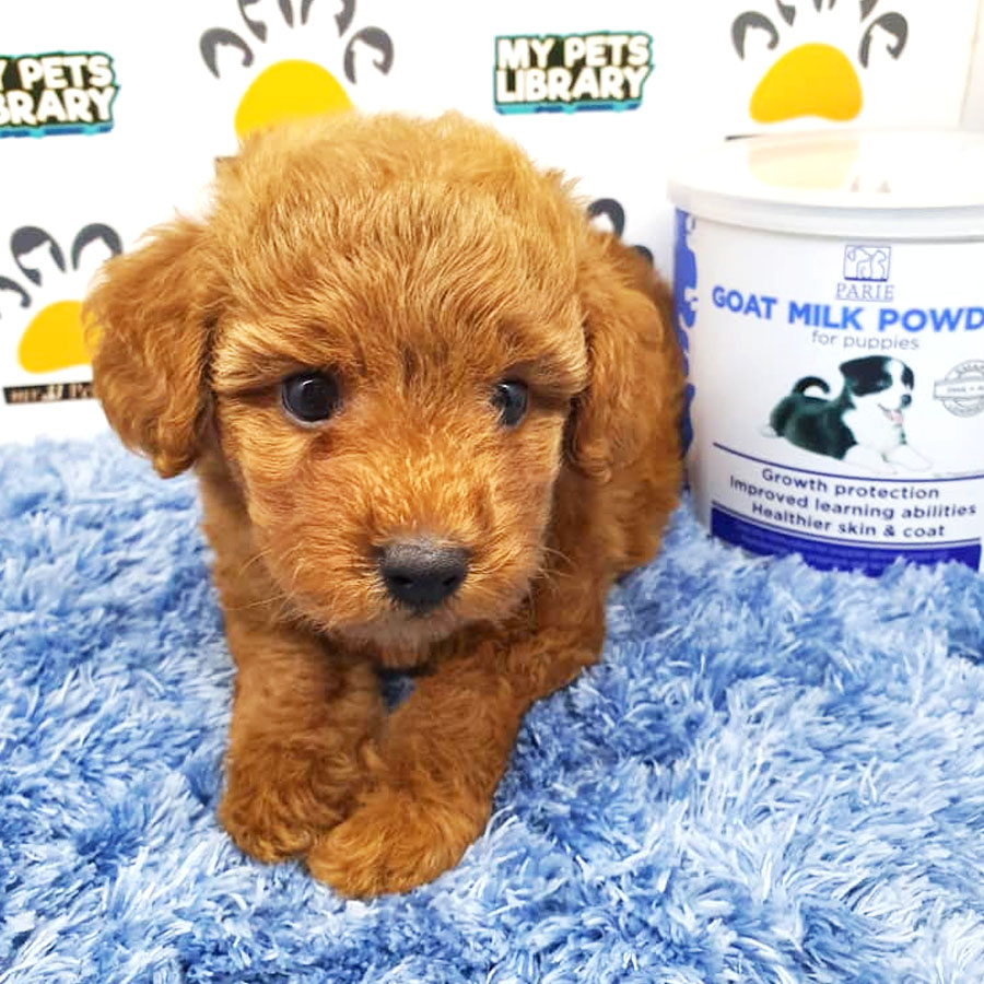 Toy Poodle Puppy For Sale (Male)