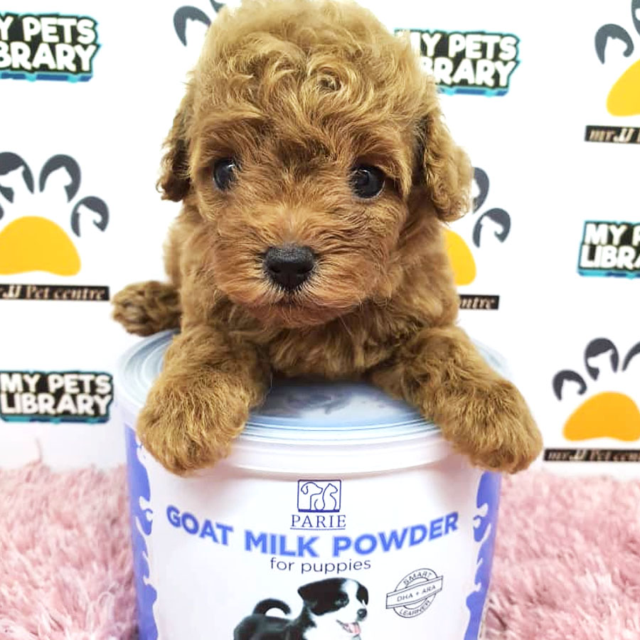 Toy Poodle Puppy For Sale (Female)