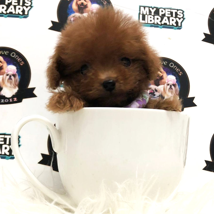 Tiny  Poodle Puppy (Male) For Sale