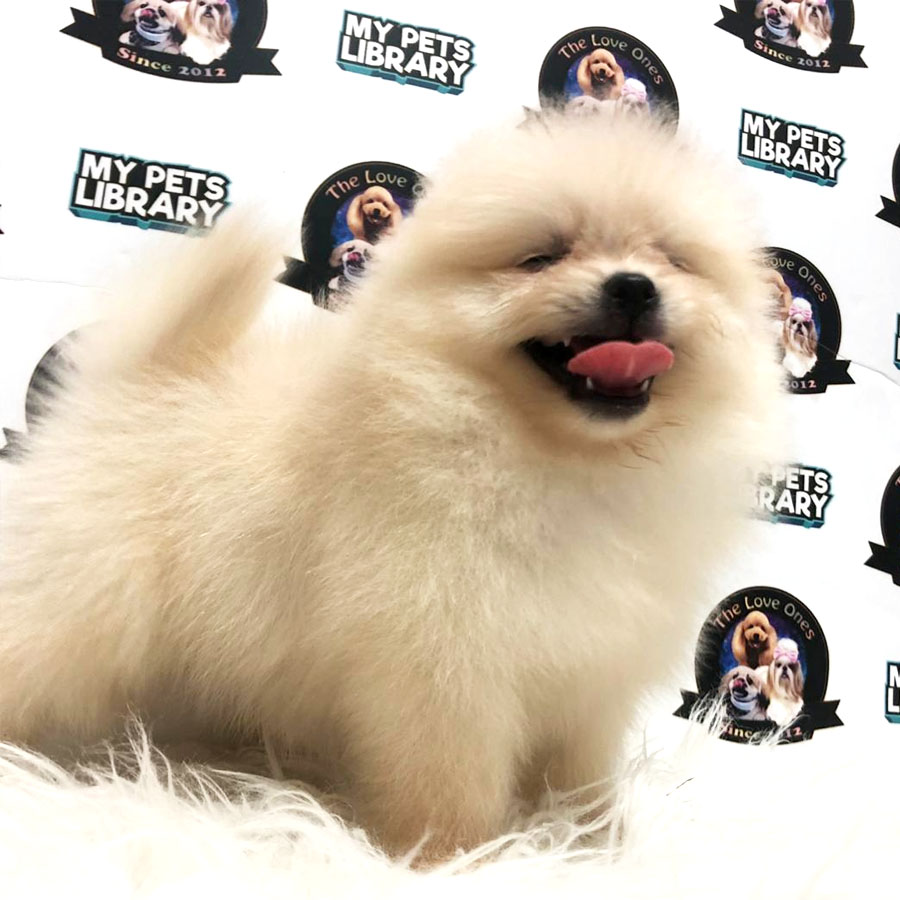 Pomeranian Puppy (Male) For Sale