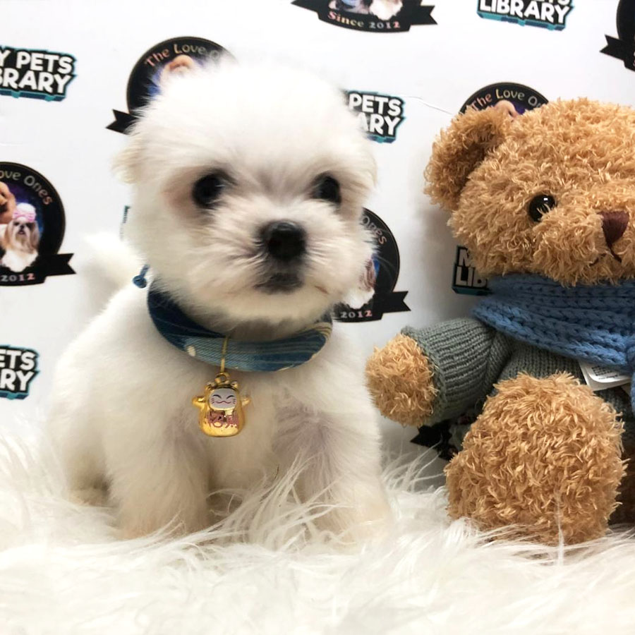 Maltese Puppy (Male) For Sale