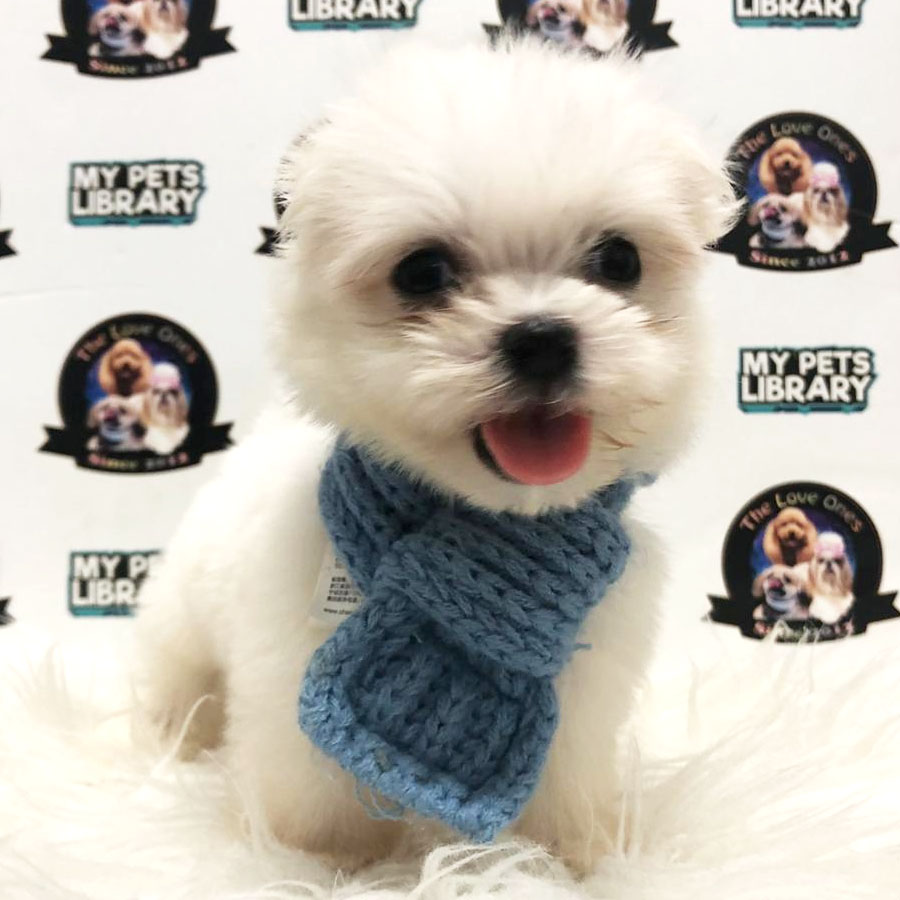 Maltese Puppy (Male) For Sale