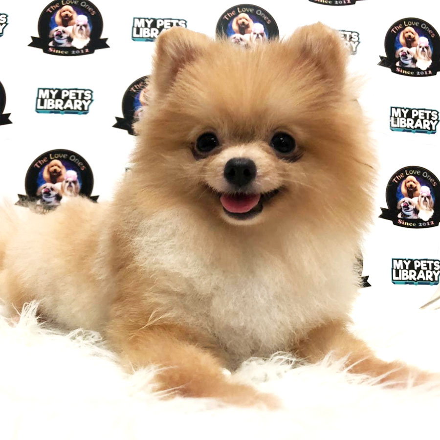 Pomeranian Puppy (Female) For Sale