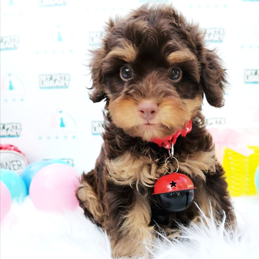 Tiny Toy Poodle Puppy ( Male ) For Sale