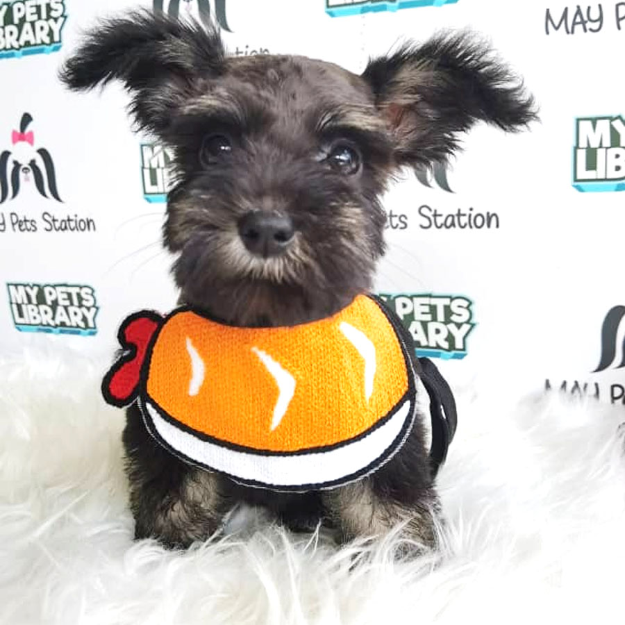 Schnauzer Mix Poodle   Puppy For Sale