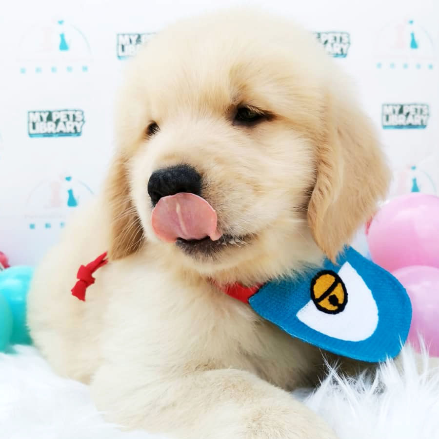 Golden Retriever Puppy (Male) For Sale