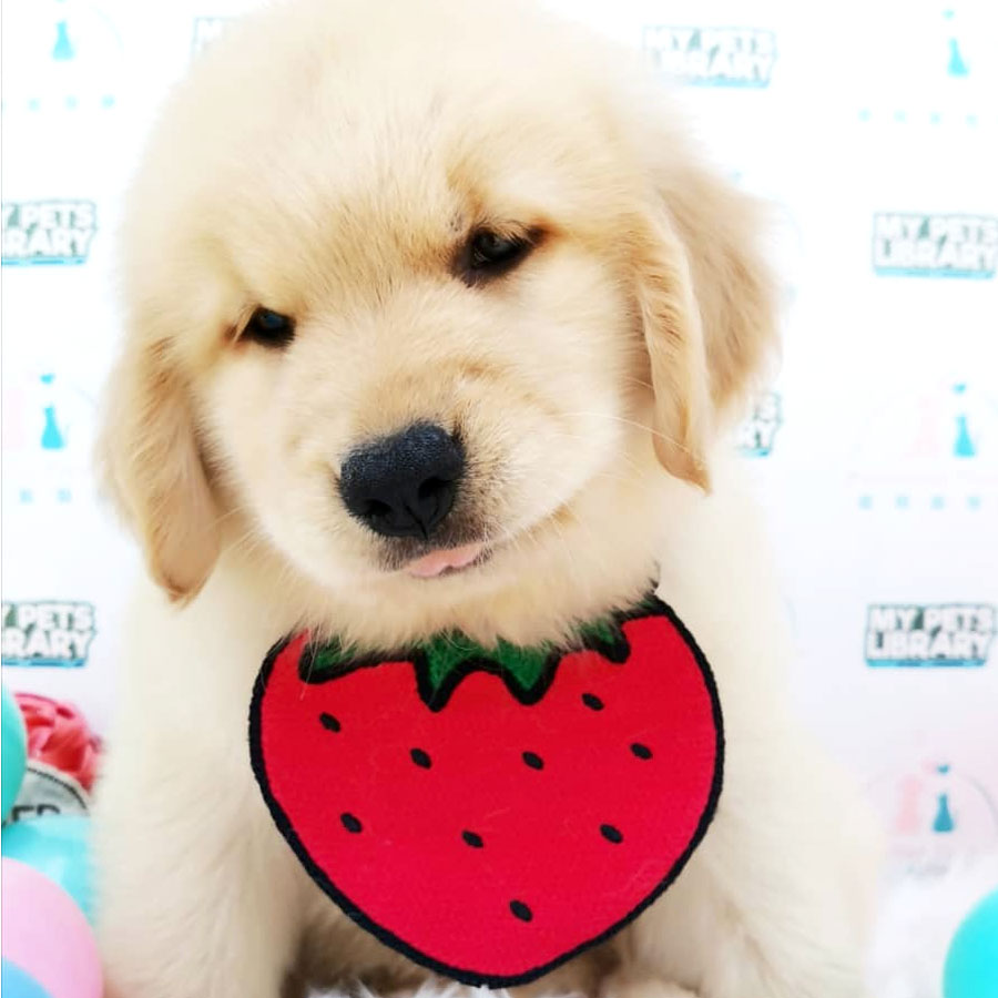 Golden Retriever Puppy (Female) For Sale